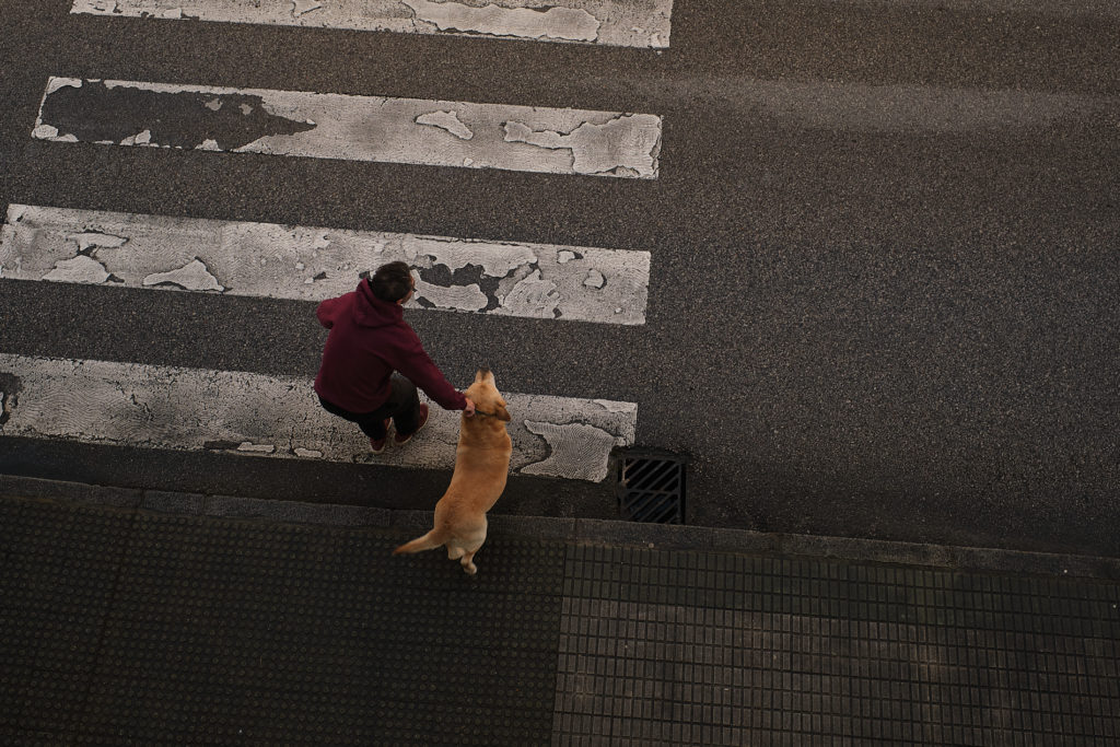 fotografía perro